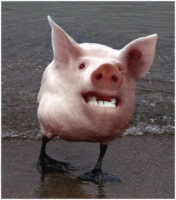 Scweinchen mit Vogel