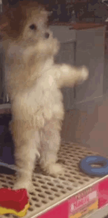 DancingMaltipoo