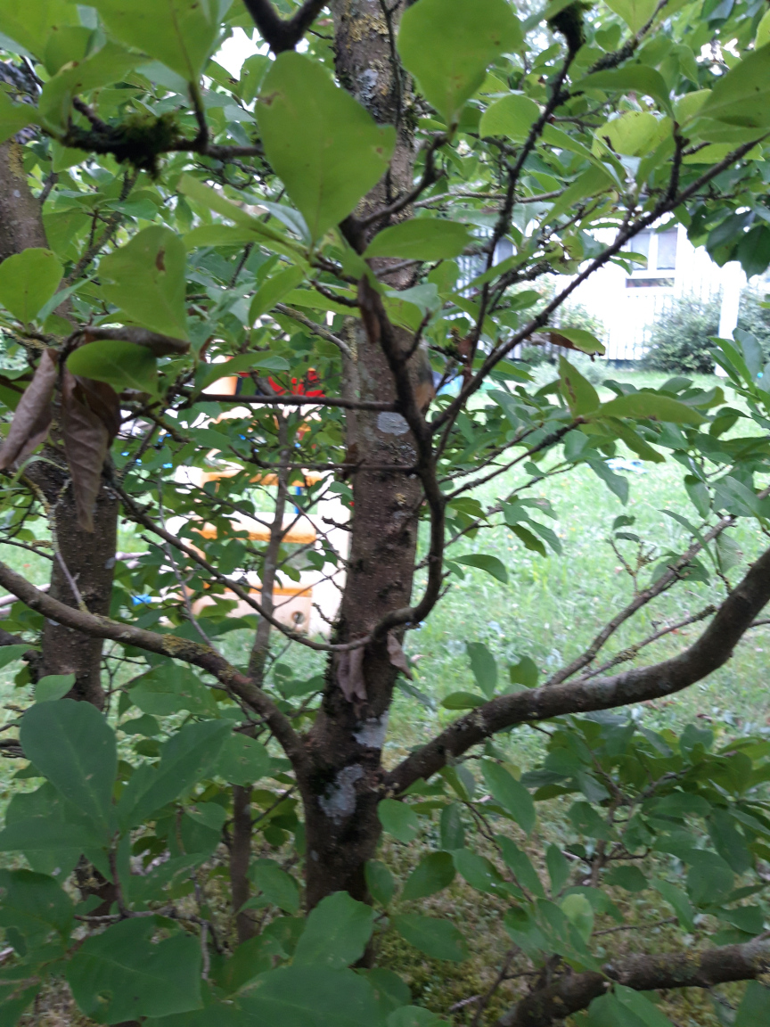 Heiliger Baum von
        innen